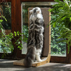Cat scratching post