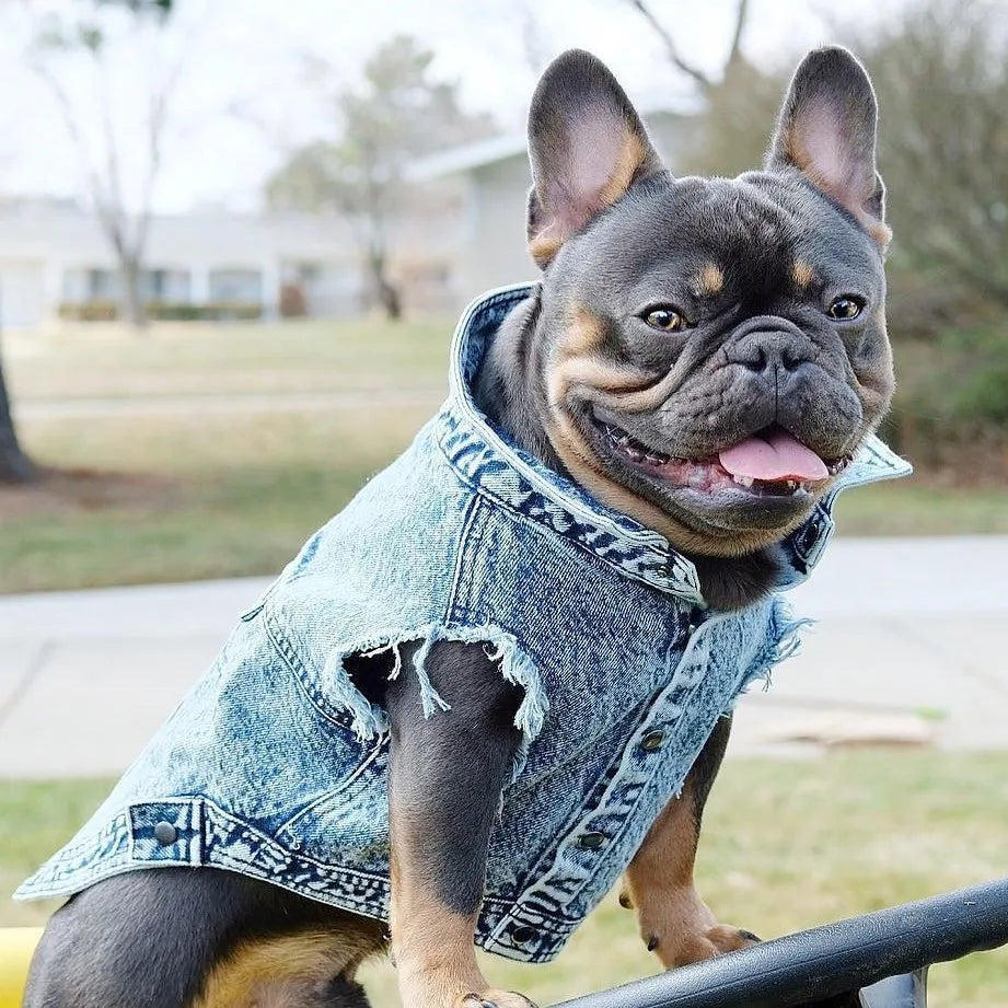 Dog Jeans Jacket Denim