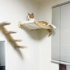 Cat Hammock and Stairway