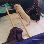 Parrot Toy Climbing Ladder