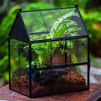 Glass Enclosure for Insect, Jumping Spiders