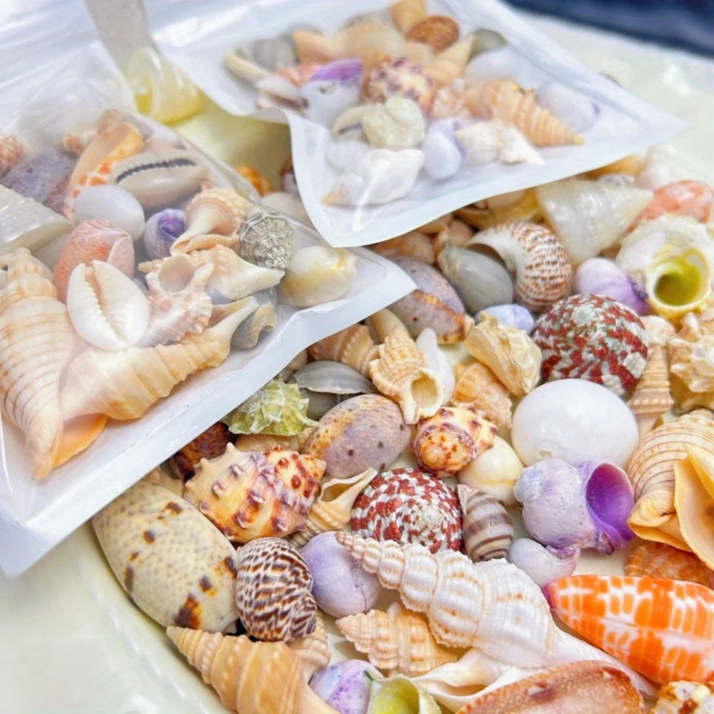 Mixed Sea Shells for Aquarium