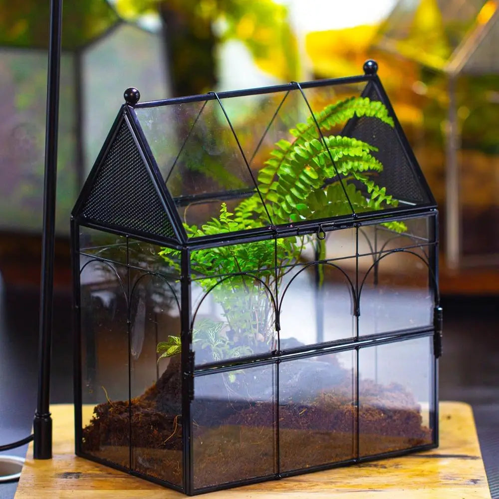 Glass Enclosure for Insect, Jumping Spiders