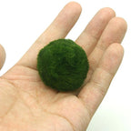 Live Aquarium Plant Algae