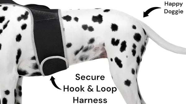 Get Realtime Pet Locations
