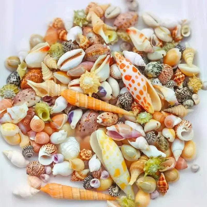 Floating Quicksand Colorful Sea Shells