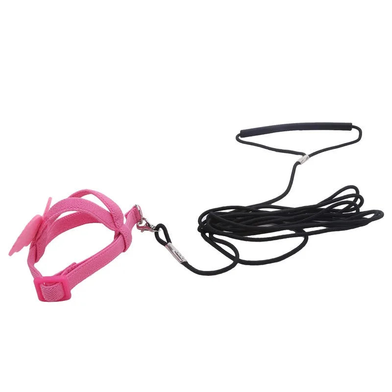 Bird Harness/Leash Training
