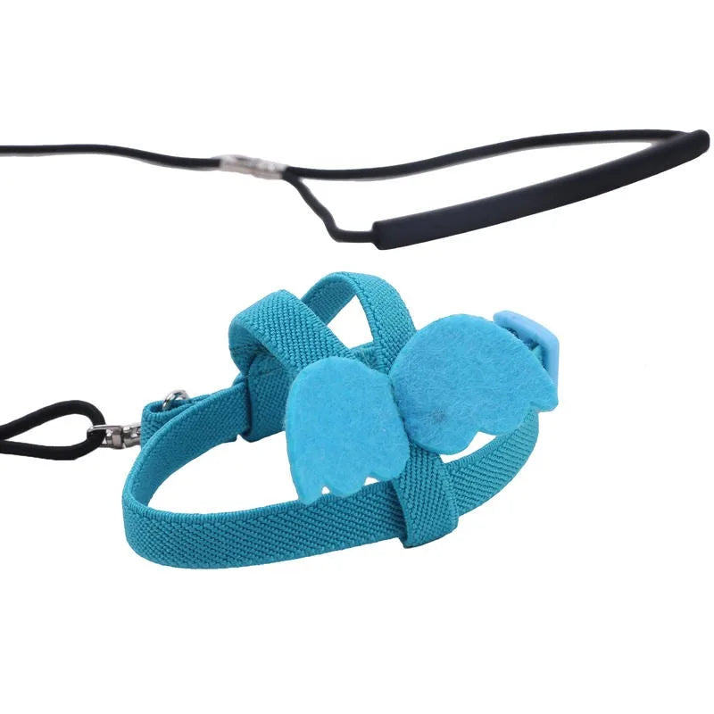 Bird Harness/Leash Training