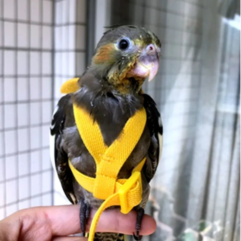 Bird Harness/Leash Training