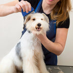 Flea Comb for Cat/Dog