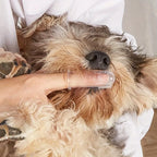 5 PCS Pet Finger Toothbrush Set