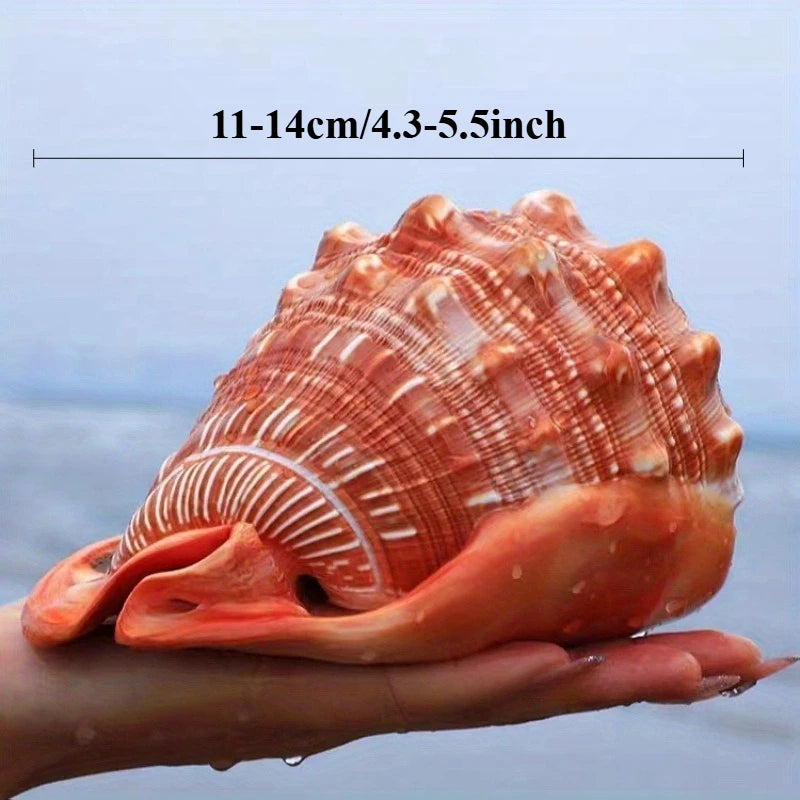 1pc Large Orange Red Conch Shell