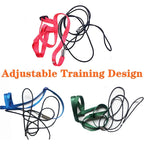 Bird Harness/Leash Activities