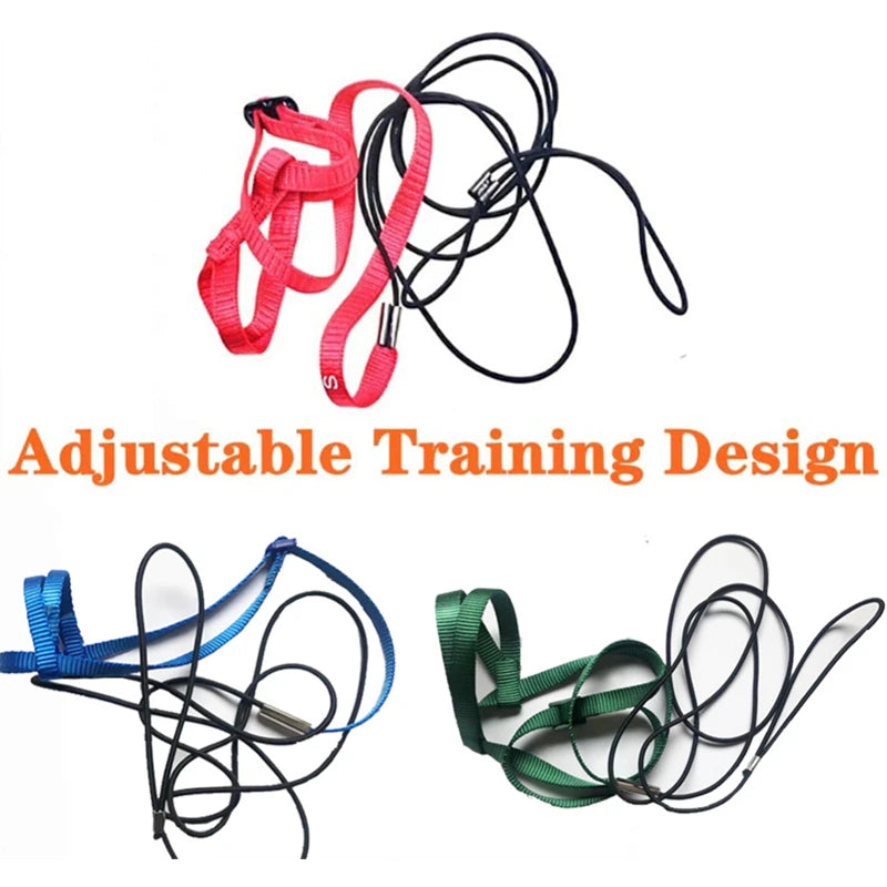 Bird Harness/Leash Activities