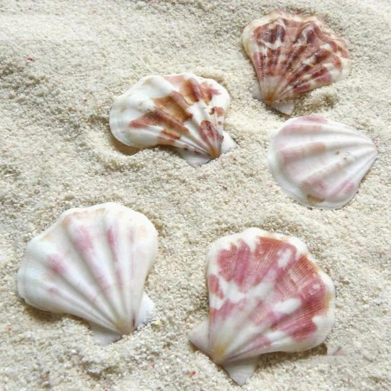 20pcs Pink and White Series Sea-Shells