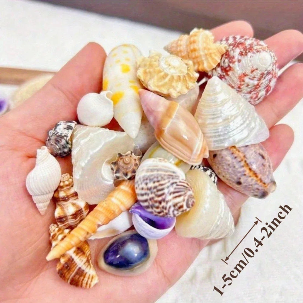Floating Quicksand Colorful Sea Shells