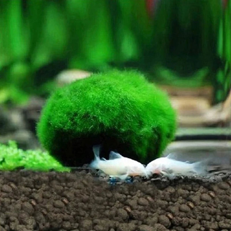 Live Aquarium Plant Algae