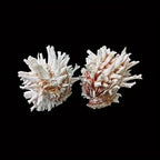 1pc Sea Chrysanthemum Shell Decor