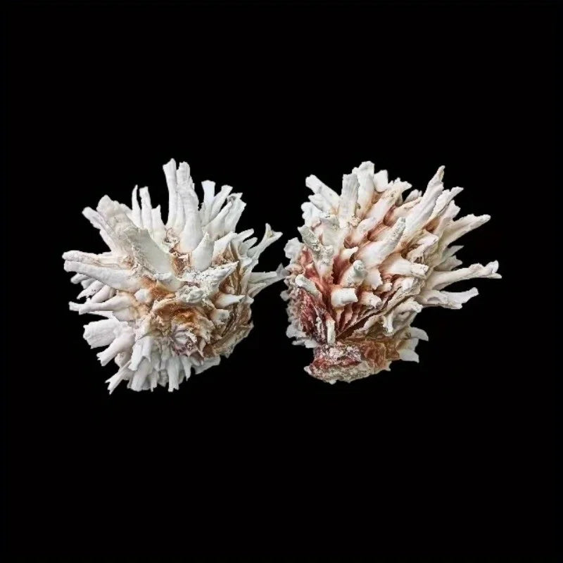 1pc Sea Chrysanthemum Shell Decor