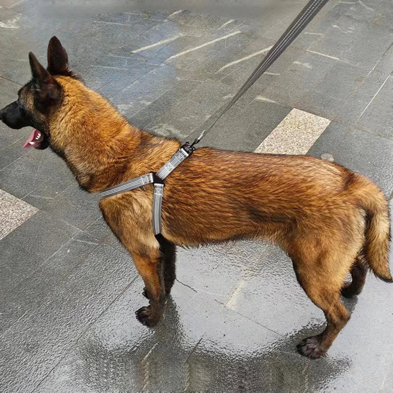 Adjustable Dog Y Harness S/M/L