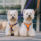 S/M Dogs Harness Vest