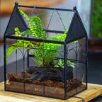 Glass Enclosure for Insect, Jumping Spiders
