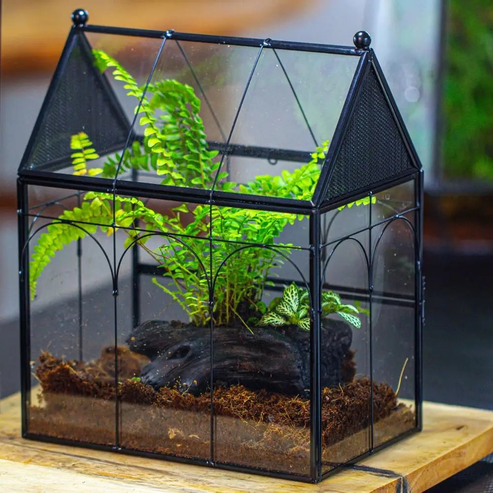 Glass Enclosure for Insect, Jumping Spiders