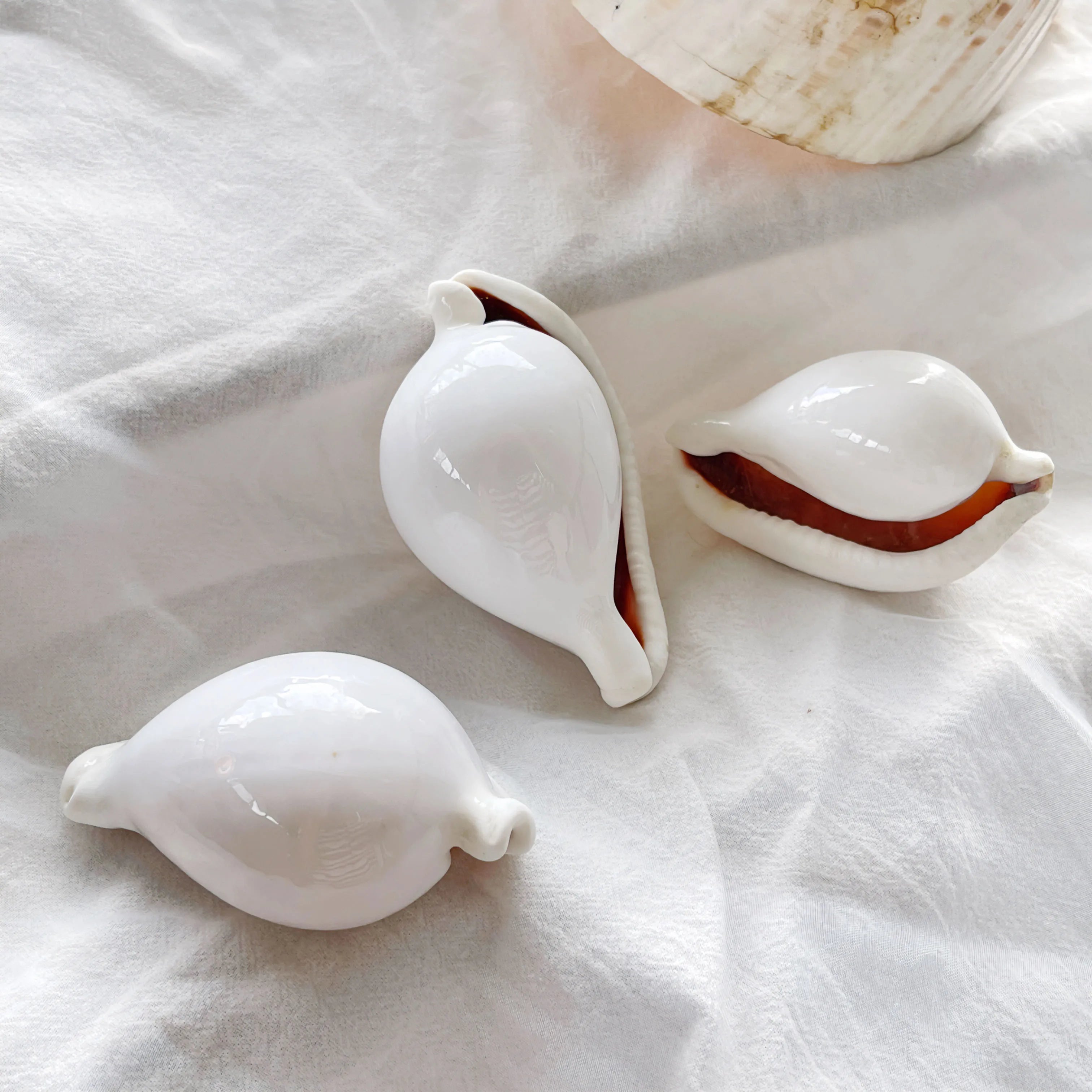 1pc Pure White Conch Shell