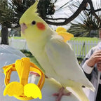 Bird Harness/Leash Training