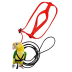 Bird Harness/Leash Activities