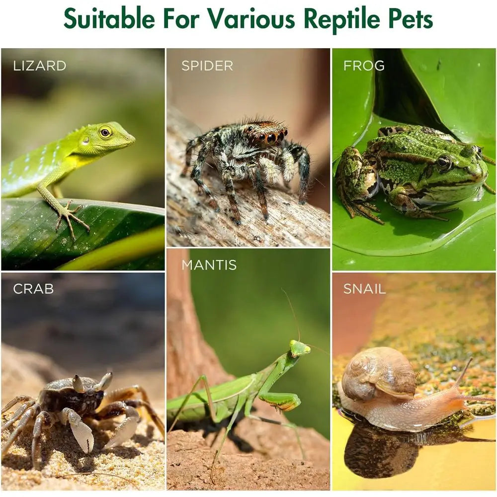 Jumping Spider Enclosure