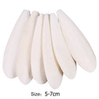 Cuttlefish Bone Chewing Toys