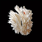 1pc Sea Chrysanthemum Shell Decor