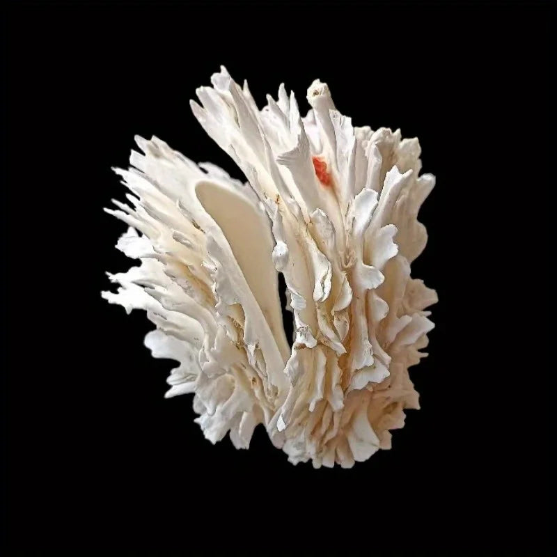 1pc Sea Chrysanthemum Shell Decor