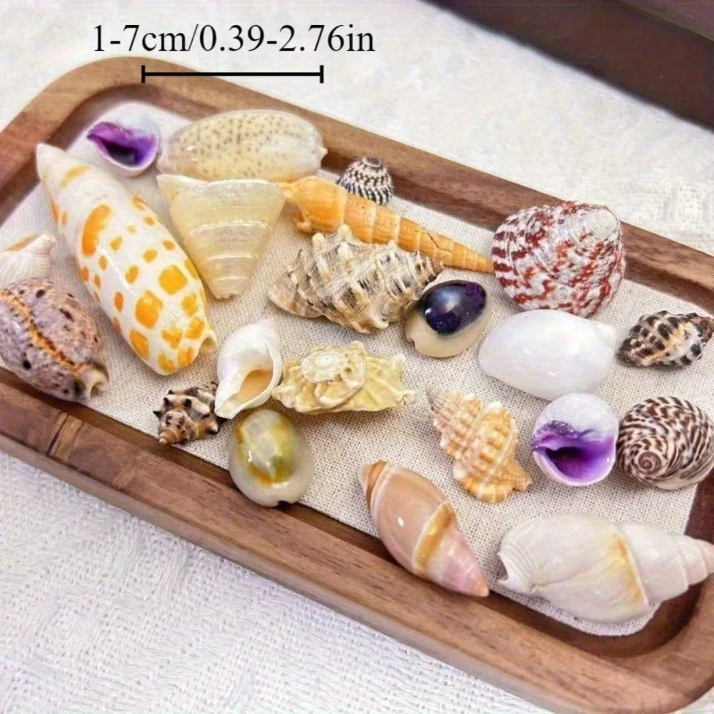 Floating Quicksand Colorful Sea Shells