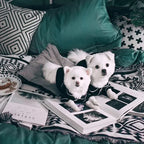 Dog Pajamas Summer