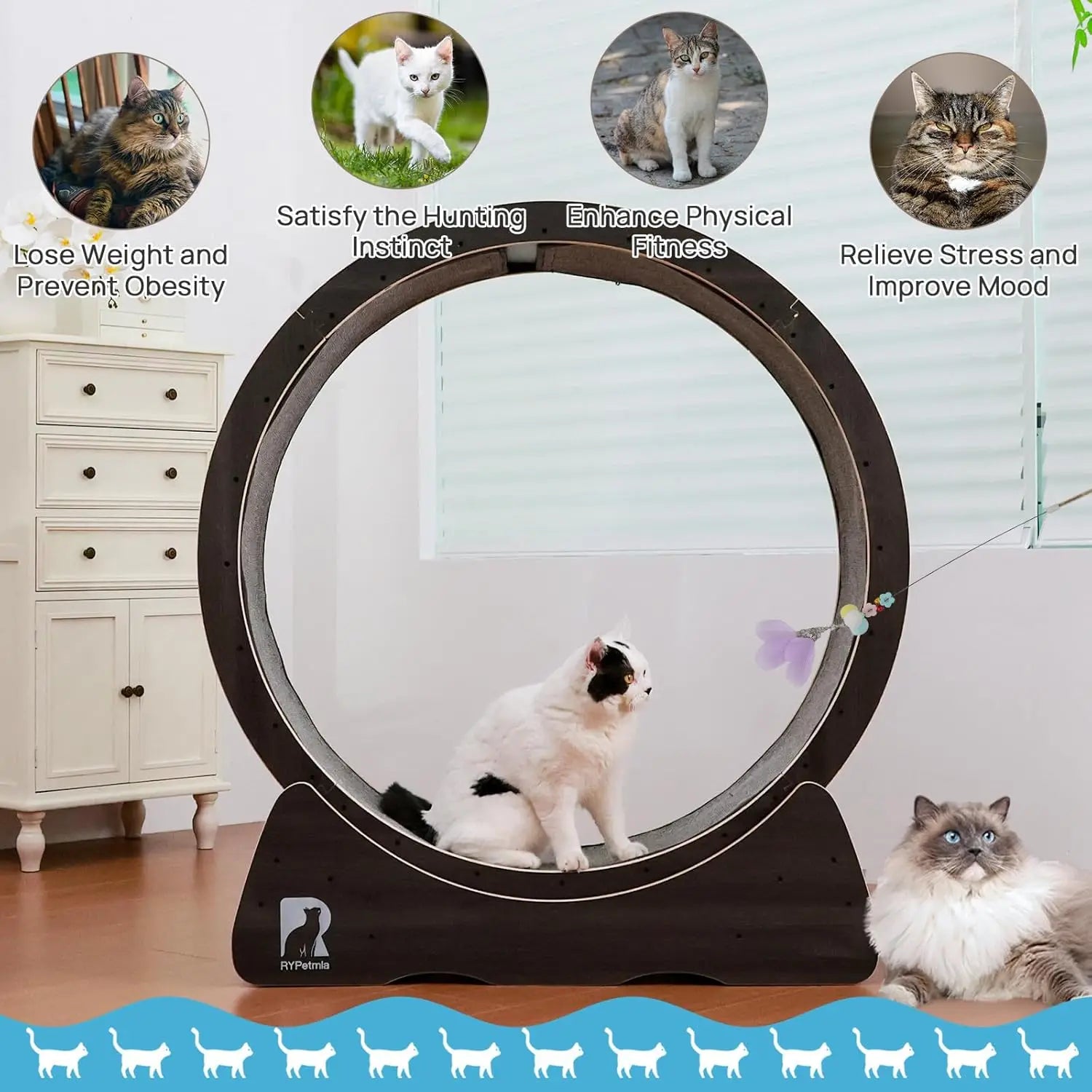 Large Cat Exercise Wheel