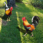 Garden Rooster Statue