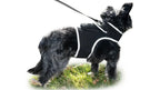 Get Realtime Pet Locations
