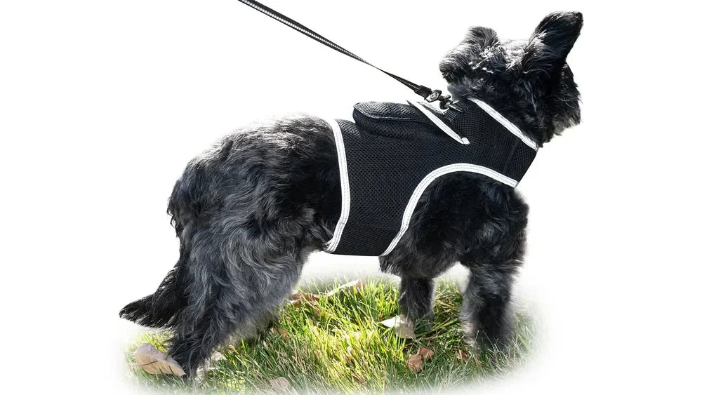 Get Realtime Pet Locations