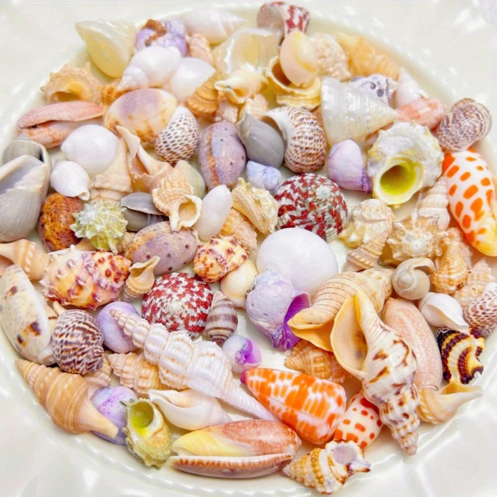 Mixed Sea Shells for Aquarium