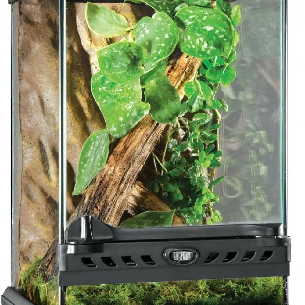 Glass Natural Terrarium Kit