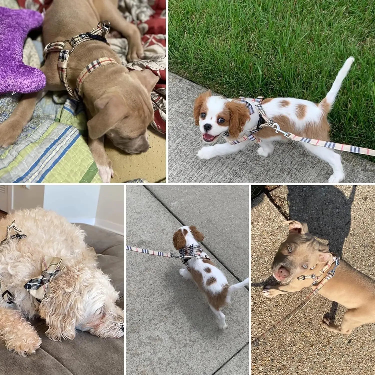 Adjustable Harness Collar Leash Set