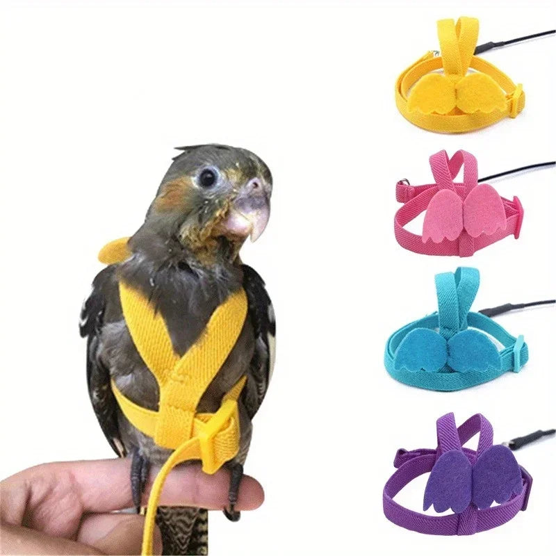 Bird Harness/Leash Training