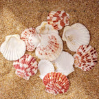 50Pcs Natural Pink Sea Shells