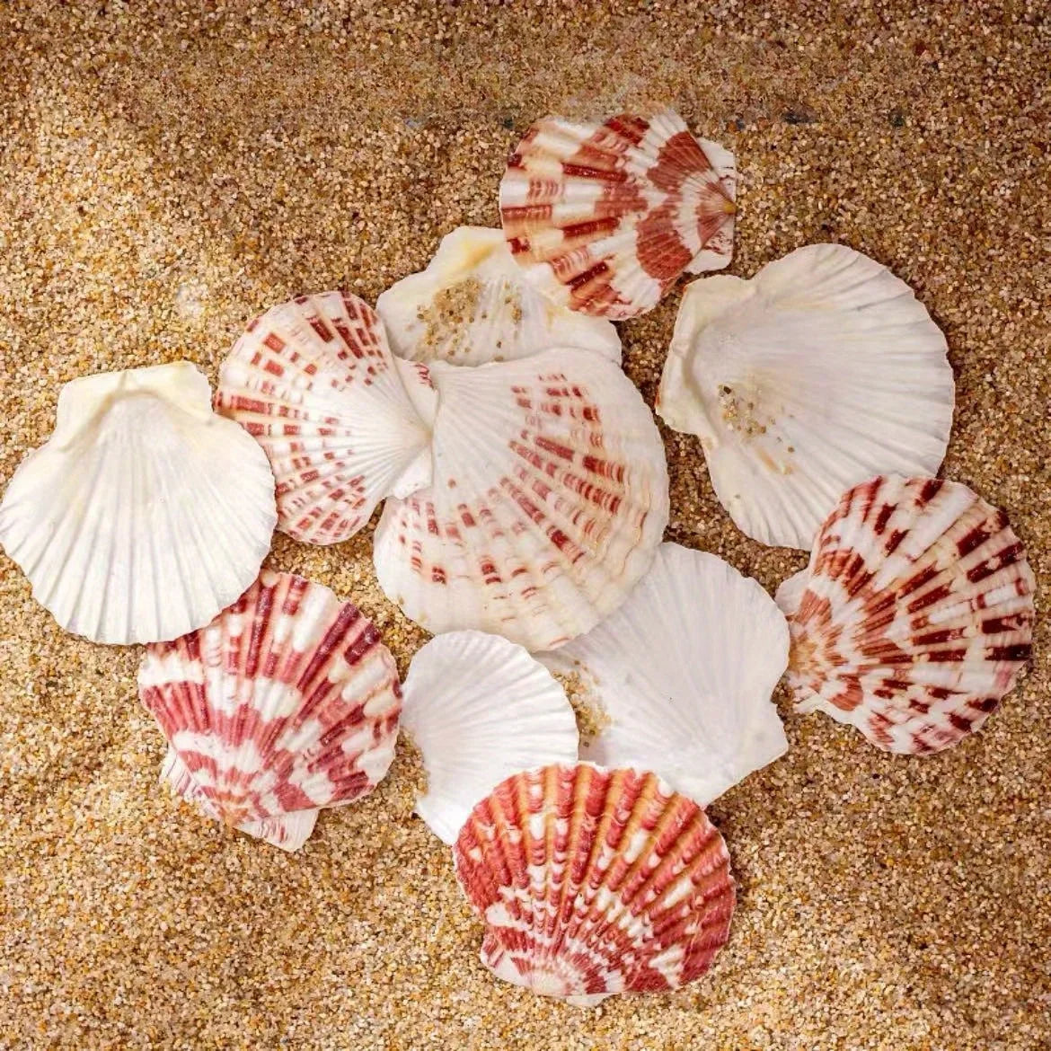 50Pcs Natural Pink Sea Shells