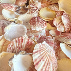 50Pcs Natural Pink Sea Shells