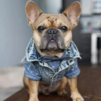 Dog Jeans Jacket Denim