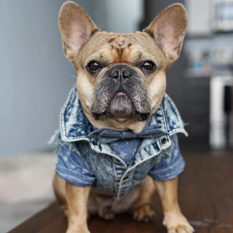 Dog Jeans Jacket Denim