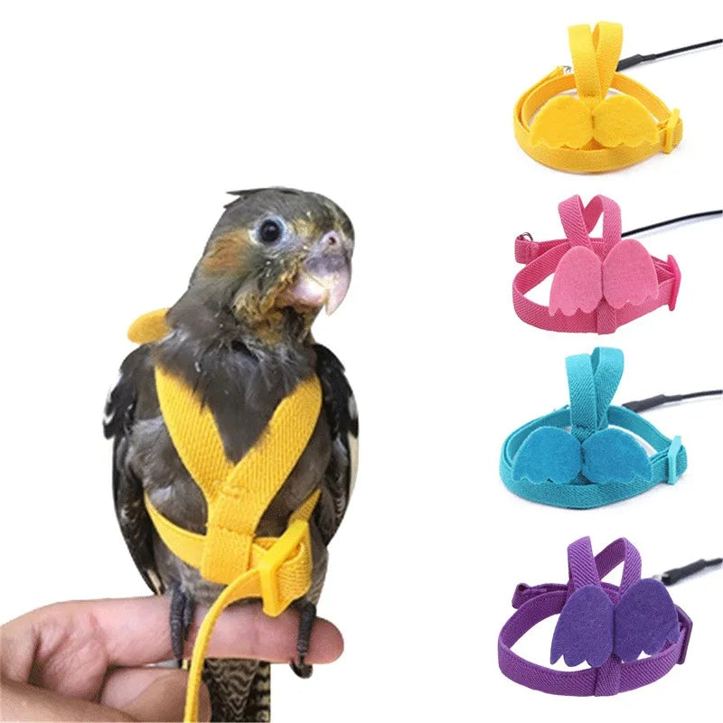 Bird Harness/Leash Training